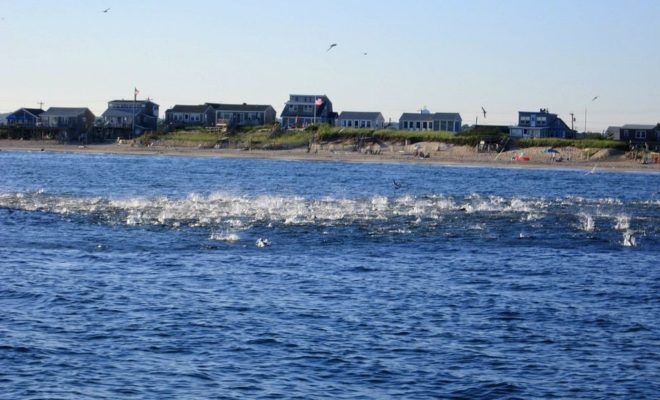 The bluefish were rampaging by the millions during my visit to the shore this week.