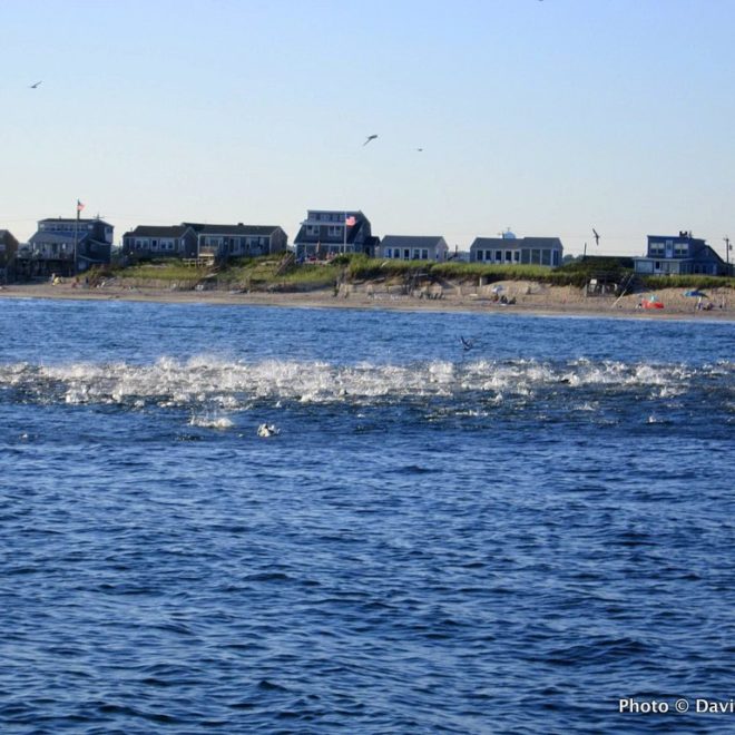 The bluefish were rampaging by the millions during my visit to the shore this week.