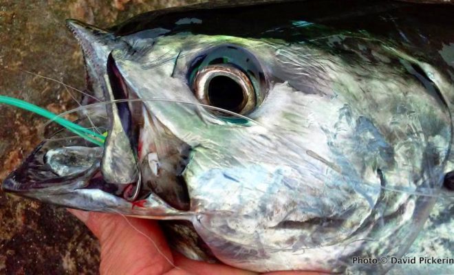 This albie grabbed a Deceiver fly fished off a float.This near keeper striper hit a four inch Rapala X-Rap swimmer. It was the best plug to use recently for stripers.