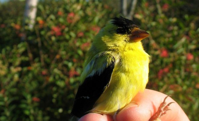 The American Goldfinch