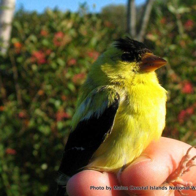 The American Goldfinch