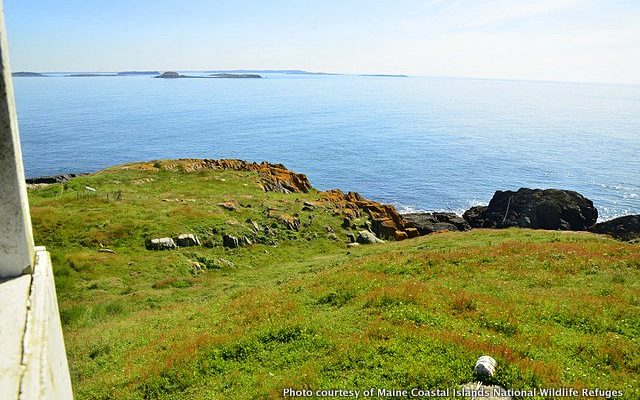 There are 4 Terns, 1 Razorbill, and 3 Least Sandpipers in this view from the blind!