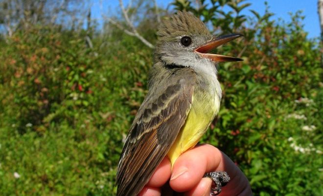 Great-crested Flycatcher