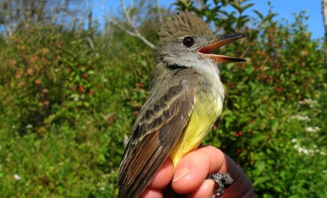 Great-crested Flycatcher