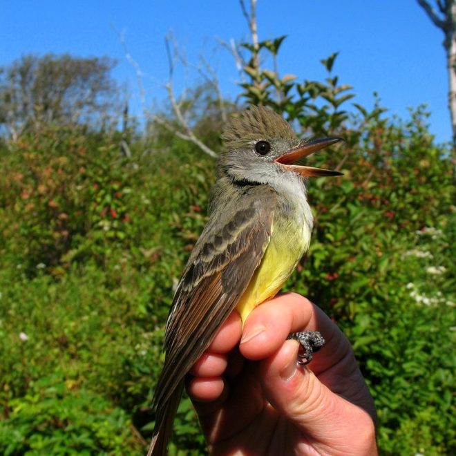 Great-crested Flycatcher