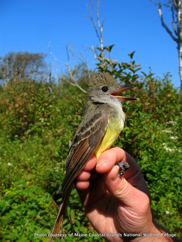Great-crested Flycatcher