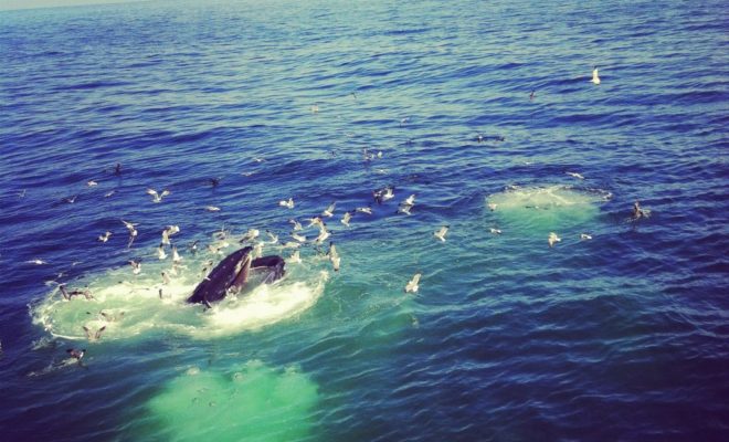 Watching the humpbacks feeding on Cape Cod Bay is an experience you won't soon forget.