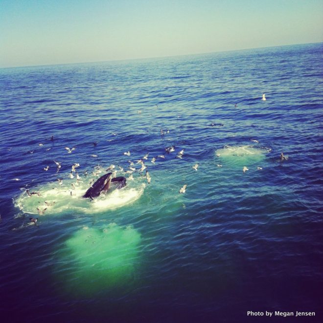 Watching the humpbacks feeding on Cape Cod Bay is an experience you won't soon forget.