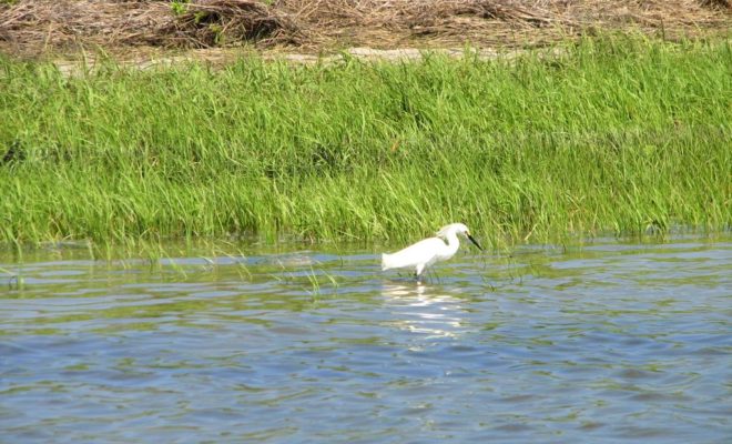 The south side of Little Egg Inlet is bordered by Little Beach Island where only birds enjoy life on an entirely natural island.