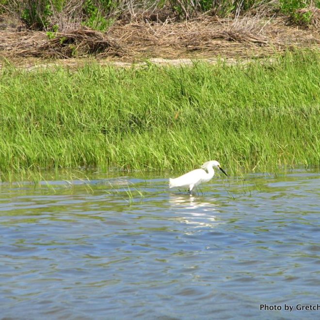 The south side of Little Egg Inlet is bordered by Little Beach Island where only birds enjoy life on an entirely natural island.