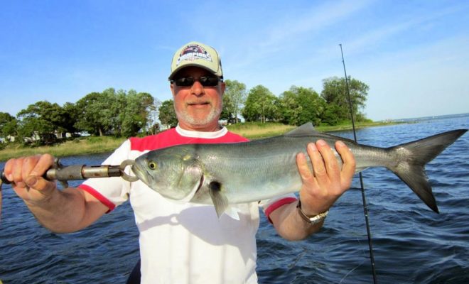 A fine Bluefish landed on one of my recent outings on Narragansett Bay.