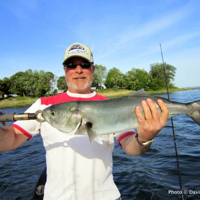 A fine Bluefish landed on one of my recent outings on Narragansett Bay.