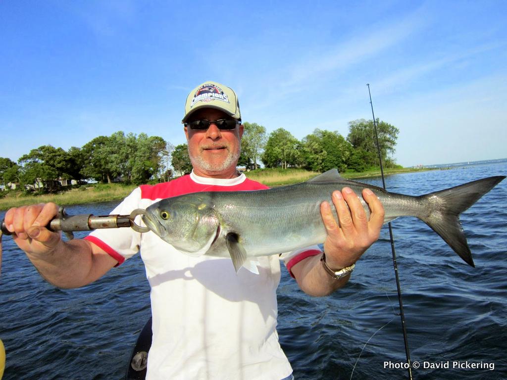 Best Tactics, Lures for Narragansett and Buzzards Bay Fish