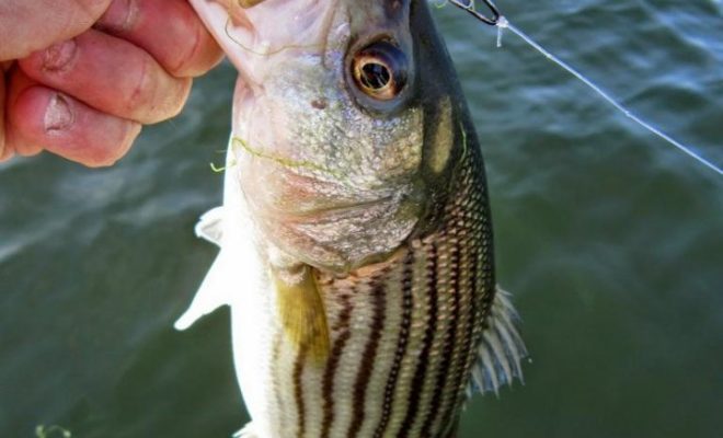 A nice schoolie, one of at least 25 that we landed in several hours of hot fishing.