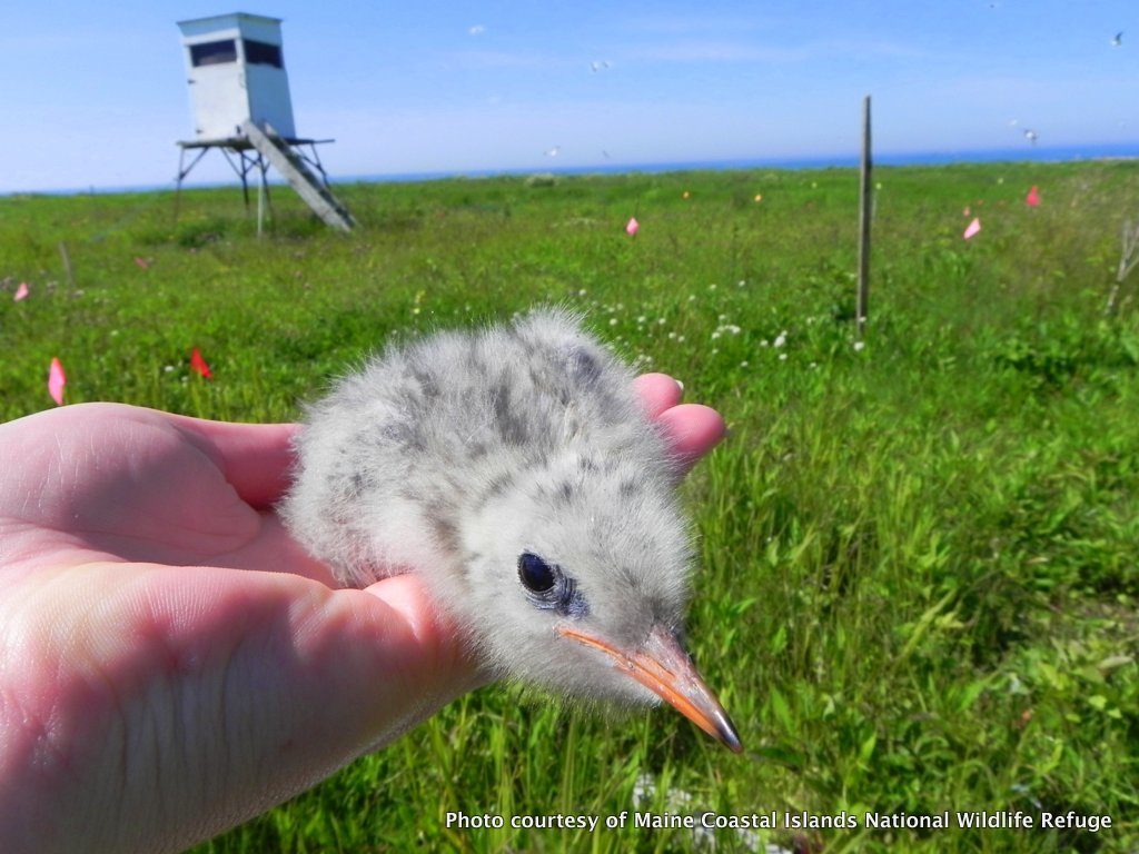 An Arctic Tern chick from one of the provisioning nests