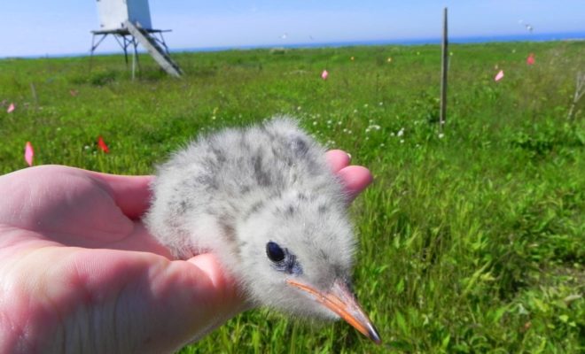 An Arctic Tern chick from one of the provisioning nests