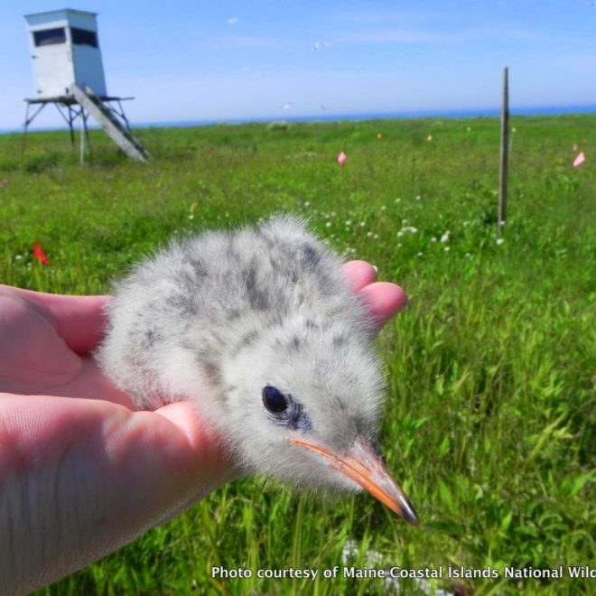 An Arctic Tern chick from one of the provisioning nests