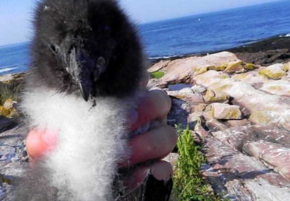 Puffin chick!