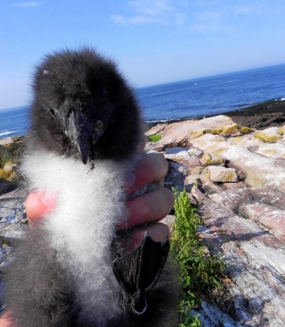 Puffin chick!