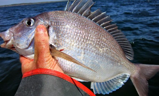 Large scup were also mixed in with the large black sea bass during a recent outing on Buzzards Bay.