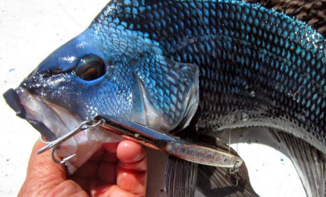 The Kastmaster XL was a hot lure for large black sea bass, vertically jigging in about 20 feet of water.