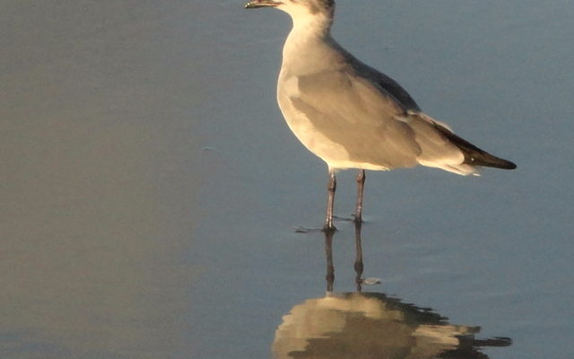 Morning Beach Sentinel