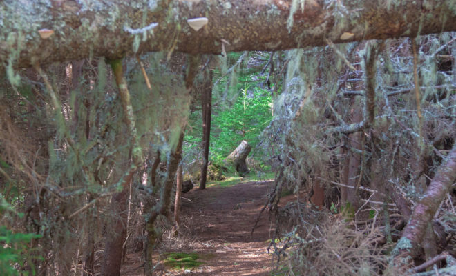 Trail description: Mossy gates, crusty lichen, delightful dead ends.