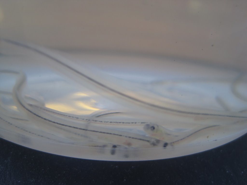 A close-up view of the elvers. Photo by Hannah Webber.