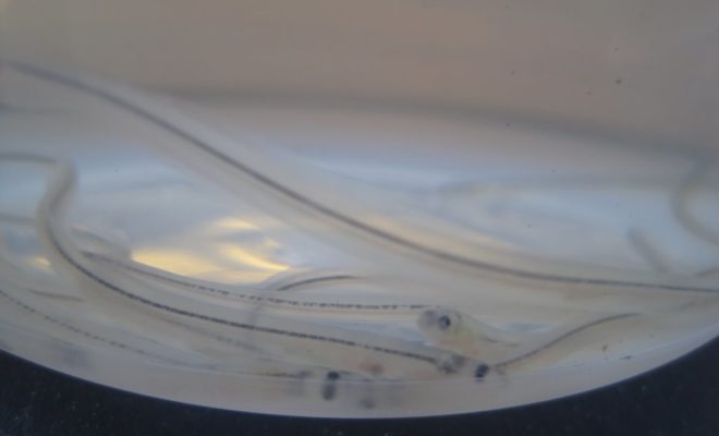 A close-up view of the elvers. Photo by Hannah Webber.