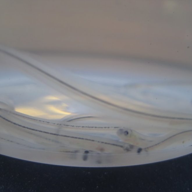 A close-up view of the elvers. Photo by Hannah Webber.