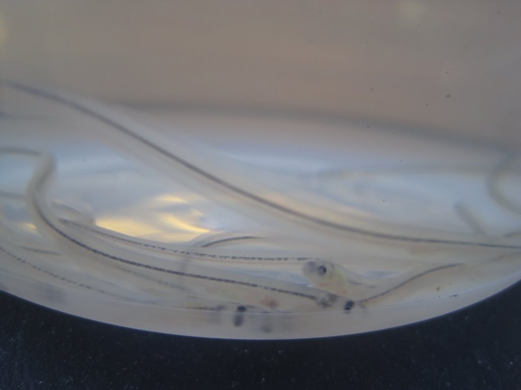 Maine’s “Glass Eel” Fishery Opens US Harbors