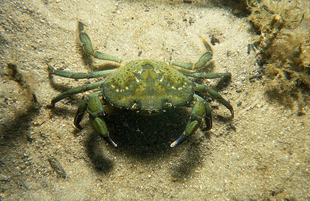 Invasive European Green Crab