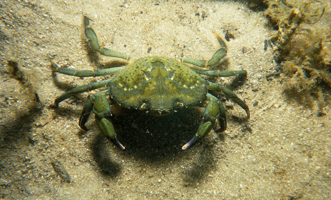 Invasive European Green Crab