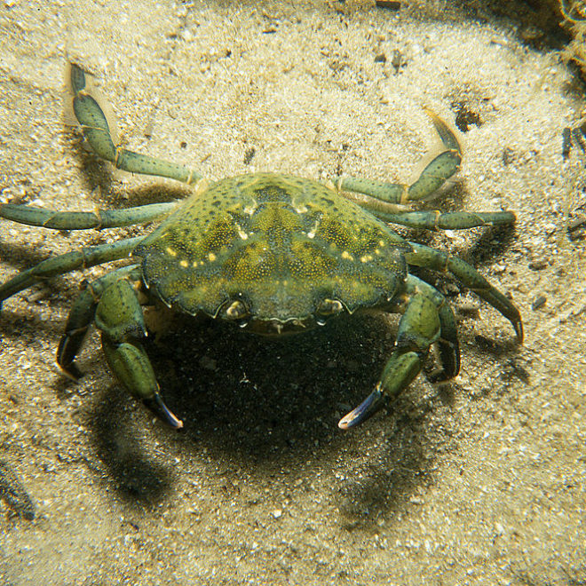 Invasive European Green Crab