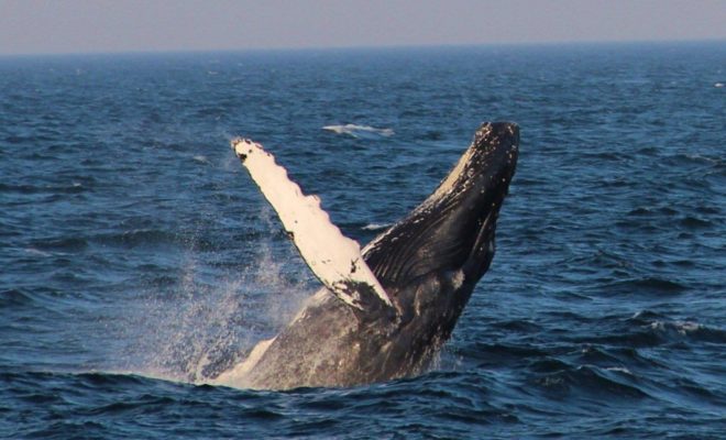 Humpback whale, Infinity