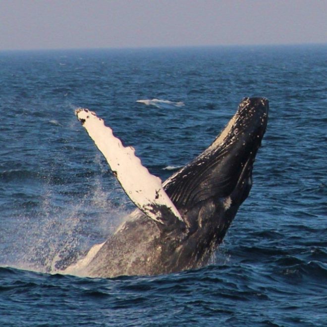Humpback whale, Infinity