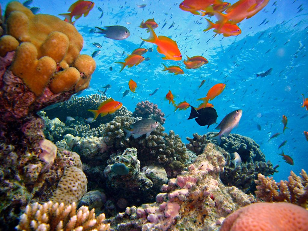 Diving along the reef