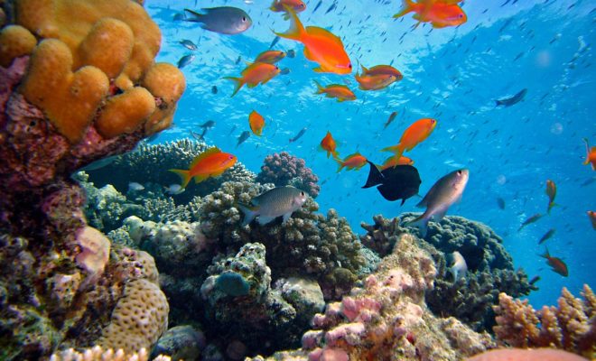 Diving along the reef