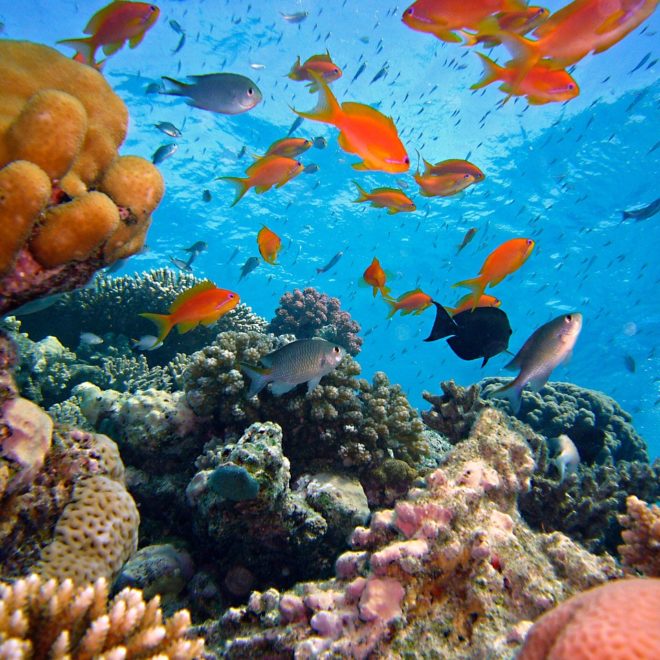 Diving along the reef