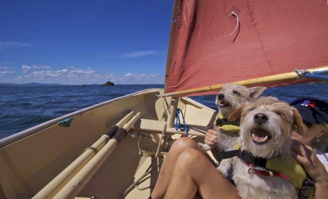 Why are these dogs smiling? They're sailing in a Joel White Nutshell Pram.