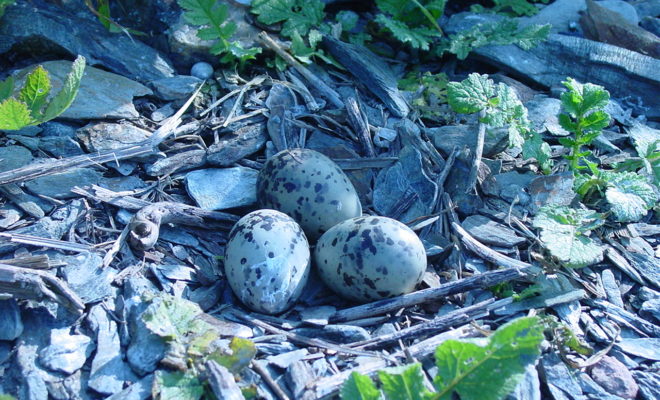 Common Tern scrape