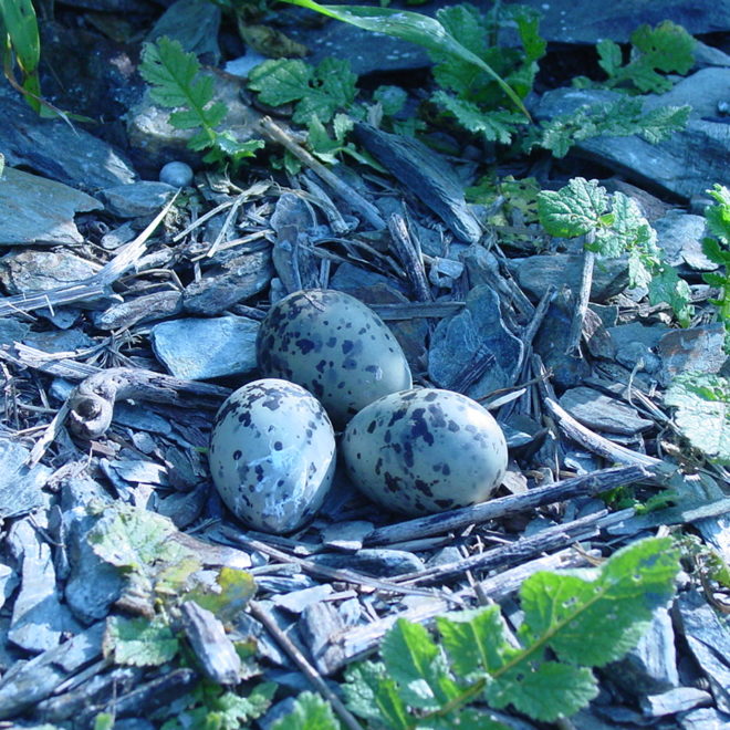 Common Tern scrape