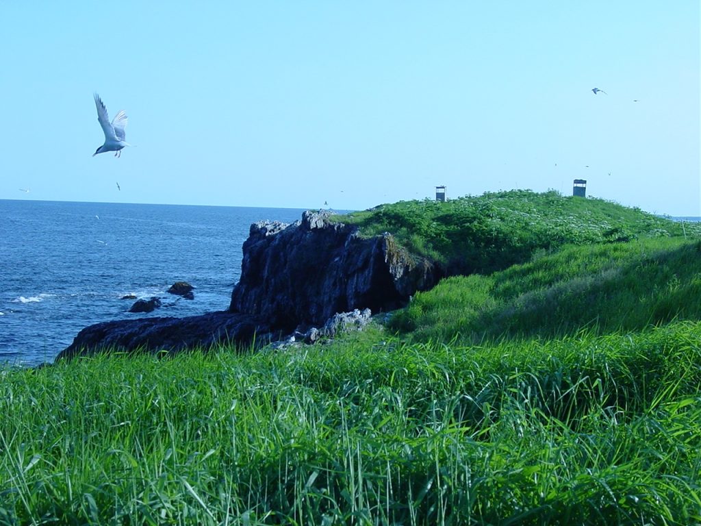 View looking south on Outer Green Island from the northern bird blind