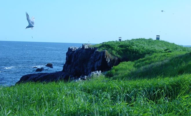 View looking south on Outer Green Island from the northern bird blind