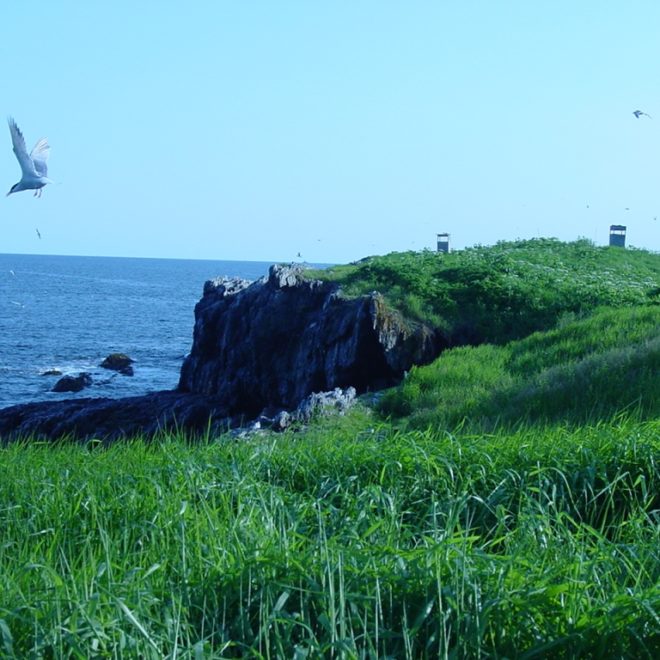 View looking south on Outer Green Island from the northern bird blind