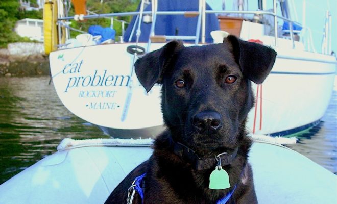 If every dog has her day, every boatyard dog like Duff has a shot at winning the Boatyard Dog Trials in Rockland every summer.