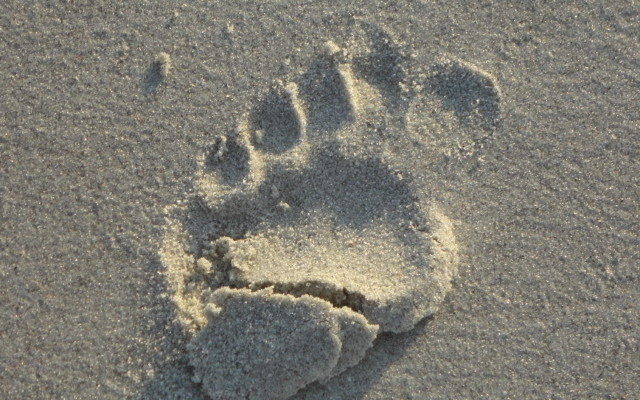Footprints in the North Myrtle Beach Sand.
