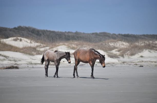 Cumberland Island.