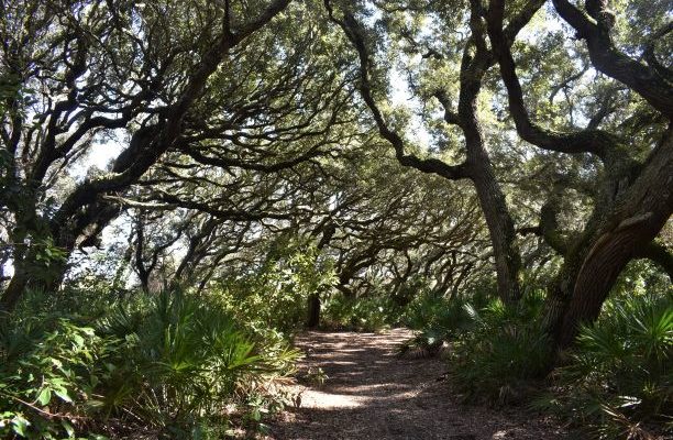 Cumberland Island.