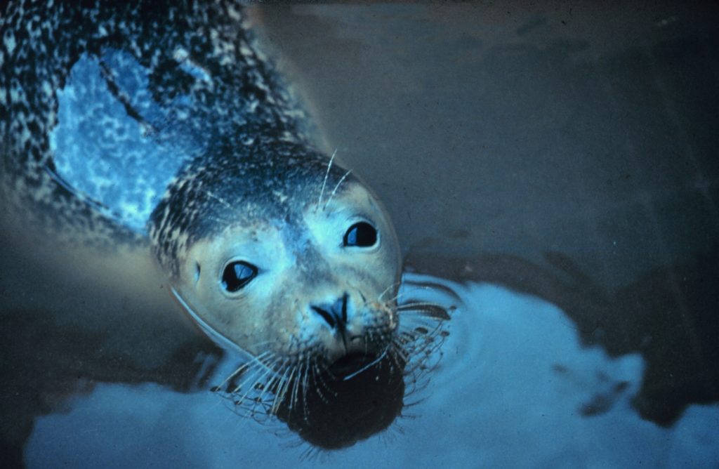 Photo courtesy NOAA.